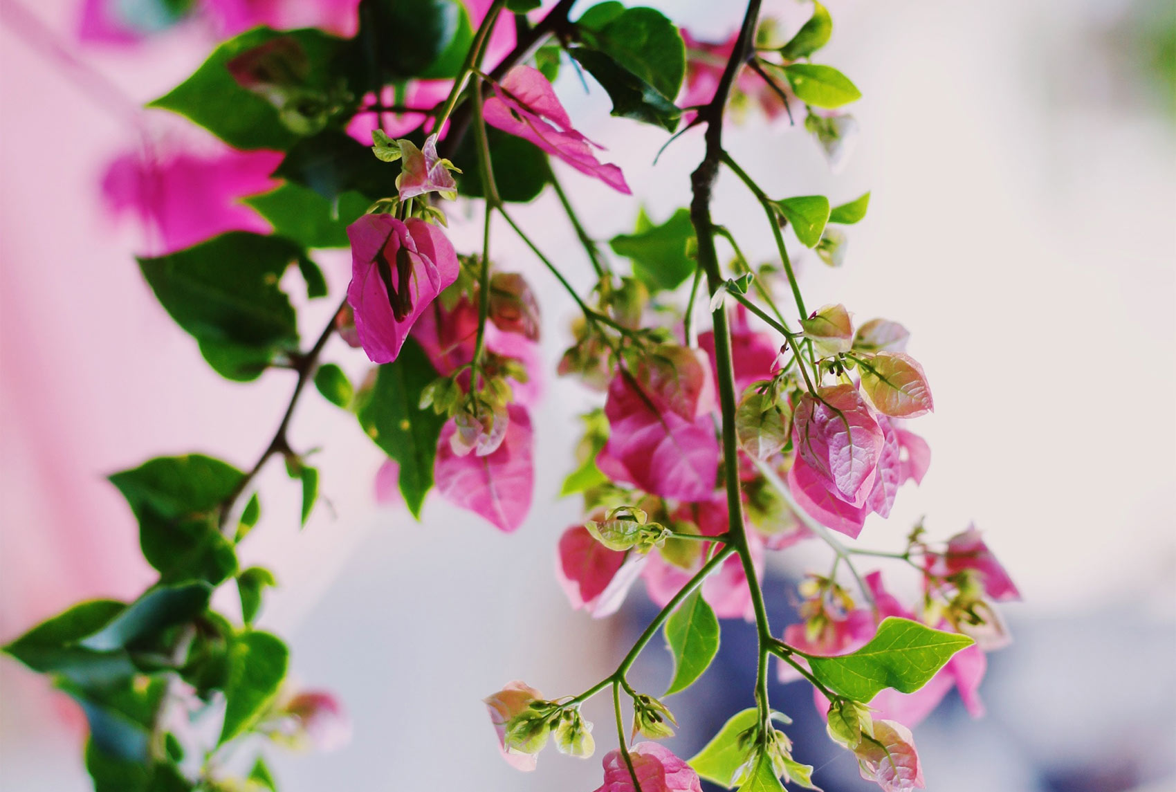 CHFC Statement on the Senate Extension of the 45V Tax Credit